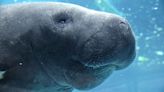 Concerns grow over Florida’s manatee population after recent cold snap