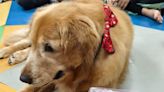 Myra, 12-year-old furry therapist, retires from Tata Memorial Hospital