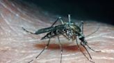 Yikes! Bigger, aggressive ‘floodwater mosquitoes’ likely to plague soggy North Texas