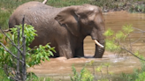 Elephants befriended each other in heartwarming Tennessee video. Weeks later, one dies