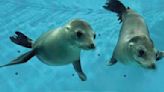 California sea lions make splashy debut at the Minnesota Zoo