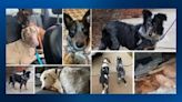 All 30 dogs rescued from Armstrong County property adopted, Humane Animal Rescue Pittsburgh says