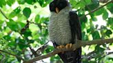 Observadores de aves se despliegan por Panamá en el Global Big Day 2024