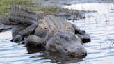 Diver Gets Dragged to Bottom of River by Alligator, Nearly Loses His Arm