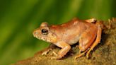 The 'upside-down' sex life of a rare Indian frog revealed