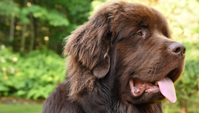 Newfoundland Watchdog Shows Off His ‘Babies’ and It’s Beyond Precious