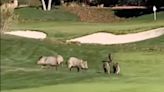 Herd of wild pigs keep tearing up Arizona golf course