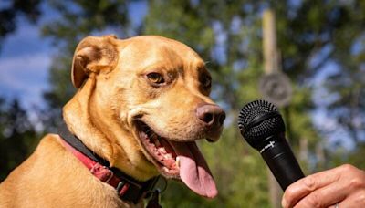 汪星人語言專家：AI技術讓你聽懂狗狗的話