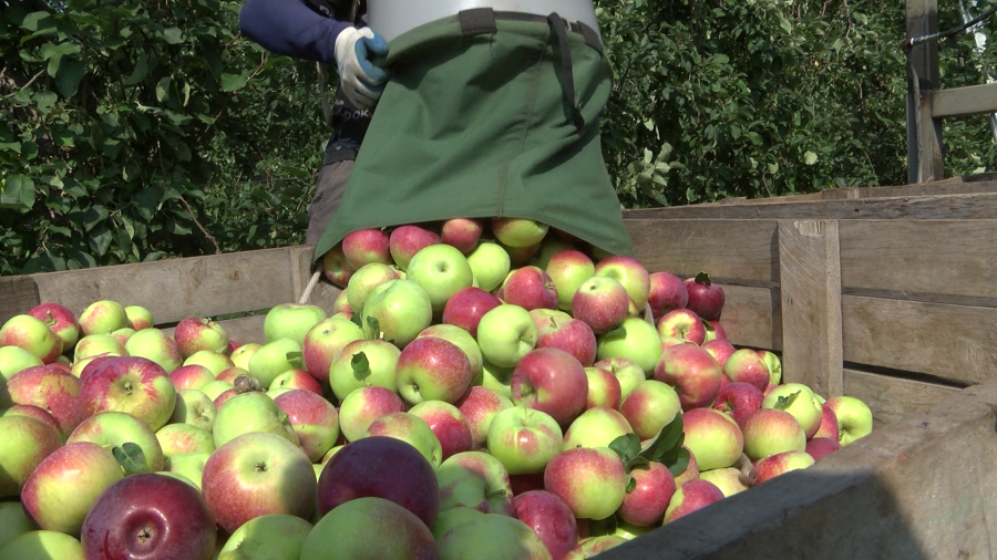 Apple picking: Open farms near you for the upcoming season