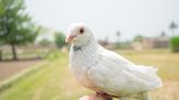 Pet Dove Greets Human Every Night When She Comes Home Just Like a Dog