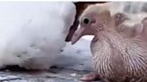 Tristeza total: paloma muere por proteger a cría de ola de calor