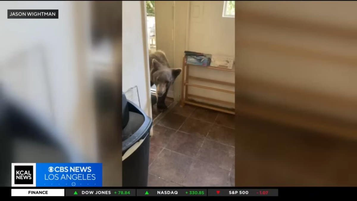 Watch: Bear interrupts California man washing his dishes