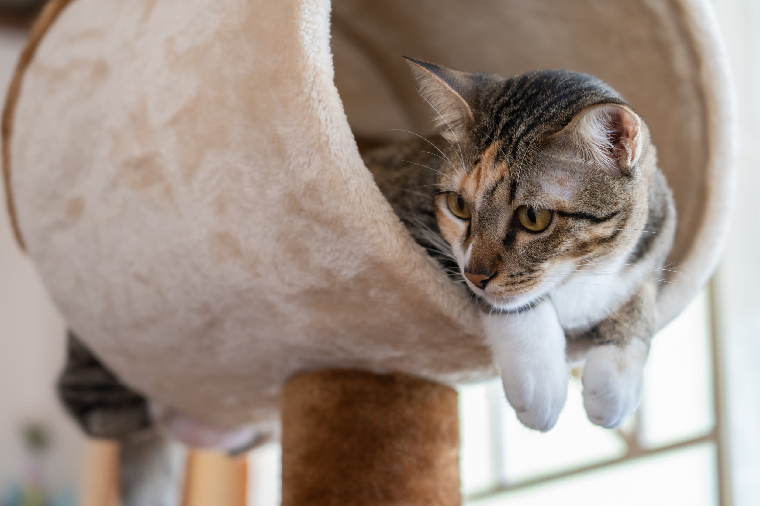 Stray feline found chilling in cat tree dumped in the trash melts hearts