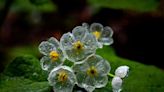 How to Plant and Grow Skeleton Flower