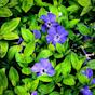 Periwinkle Vinca Vine