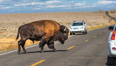 Man challenges bison to a fight at Yellowstone National Park – it's a poor decision