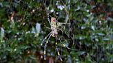 How Joro spiders, lanternflies, mosquitoes, could bug NYC this summer: 2024 forecast