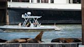 Why are there sea lions in Sacramento? Where can I see them? Here’s what to know