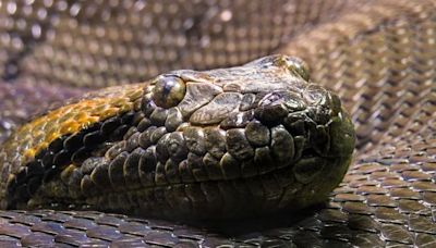 Incroyable mais vrai, ce boa « mâle » a donné naissance à 14 petits serpents… tout seul