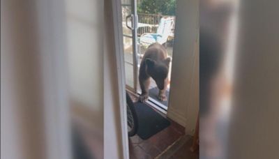 300-pound bear caught walking into Sierra Madre home