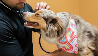 Binder Animal Hospital in St. Louis, Missouri Introduces Same-Day Urgent Care Services