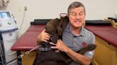 IU athletic trainer helps keep bomb-sniffing K-9 in top shape