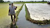 Climate change, forest cover in Haryana’s ‘green manifesto’ ahead of polls