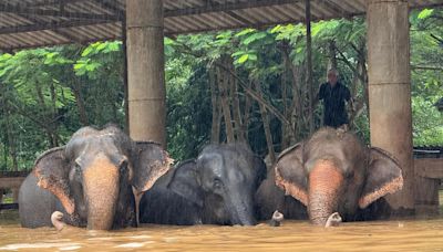 Elephants swept away in popular Thailand animal sanctuary after massive floods