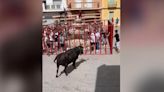 Cuatro enganchones en el primer festejo de Bous al carrer del verano en la Vall d'Albaida