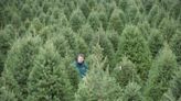 Where to cut down a Christmas tree in New Jersey and New York this year