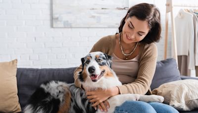 Australian Shepherd Breaks Down What It’s Really Like When a Dog ‘Gets a Human'