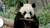 Singapore panda cub Le Le to return to China in December