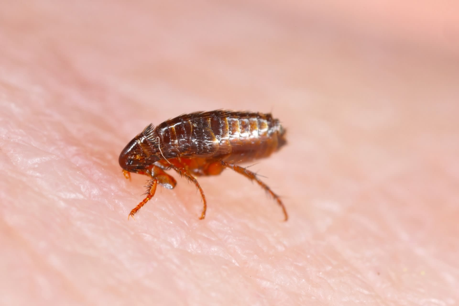 Scientists issue critical warning after US city confirms case of serious disease spread by fleas: 'An infected person must be treated promptly'