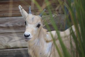 Rare Baby Addax is Mother’s Day Gift at Disney’s Animal Kingdom