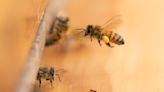 Honeybee health blooms at federal facilities across the country