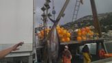 Xàbia, el gran puerto del atún rojo (imágenes)