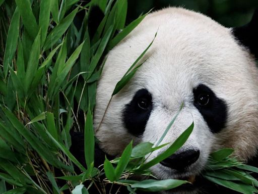 Panda express: First pair to enter the United States in 21 years arrive in California