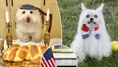 NYC Dog Mayor elections begin with canine-didates from the 5 boroughs