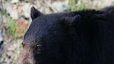 Bear attacks two young children playing outside their home, Pennsylvania officials say