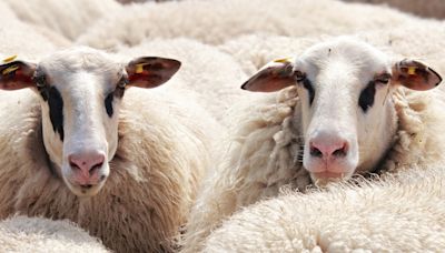 Cada día desaparecen 4.000 ovejas en España