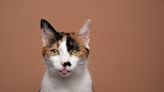 Washington Humane Society Shares Brutally Honest Review of Adoptable Cat