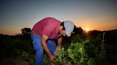 La cata del cambio climático pone en apuros al vino español