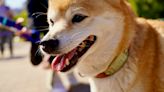 What's Going On With Shiba Inu (SHIB) In February 2024