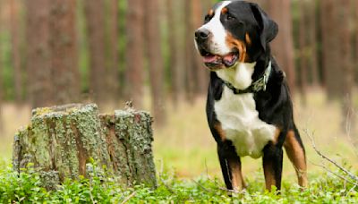 32 things to know about Greater Swiss Mountain dogs