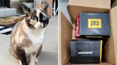 Cat accidentally posted hundreds of miles to California in return Amazon package