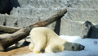 Ciudades de Europa atraviesan una extrema ola de calor con temperaturas que superan los 40°