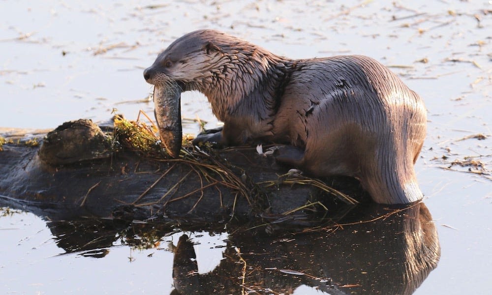 River otter pulls child off dock and underwater in harrowing attack