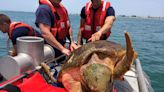 Mote Marine establishes voluntary protection zone for sea turtles in Sarasota County