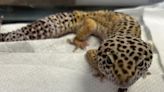 UPDATE: Leopard gecko spotted in cage by dumpster has been adopted - East Idaho News