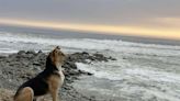 La emotiva historia de Vaguito, el perro que espera a su dueño frente al mar y tendrá su propia película